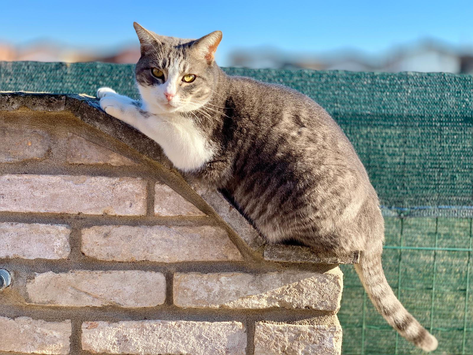 animal comuncation comunicazione con gli animali comunicazione telepatica animals voices animals voices comunicazione animals voices testimonianze