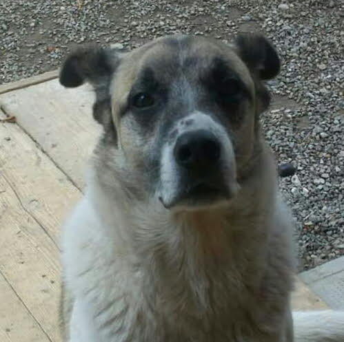 animal comuncation comunicazione con gli animali comunicazione telepatica animals voices animals voices comunicazione animals voices testimonianze