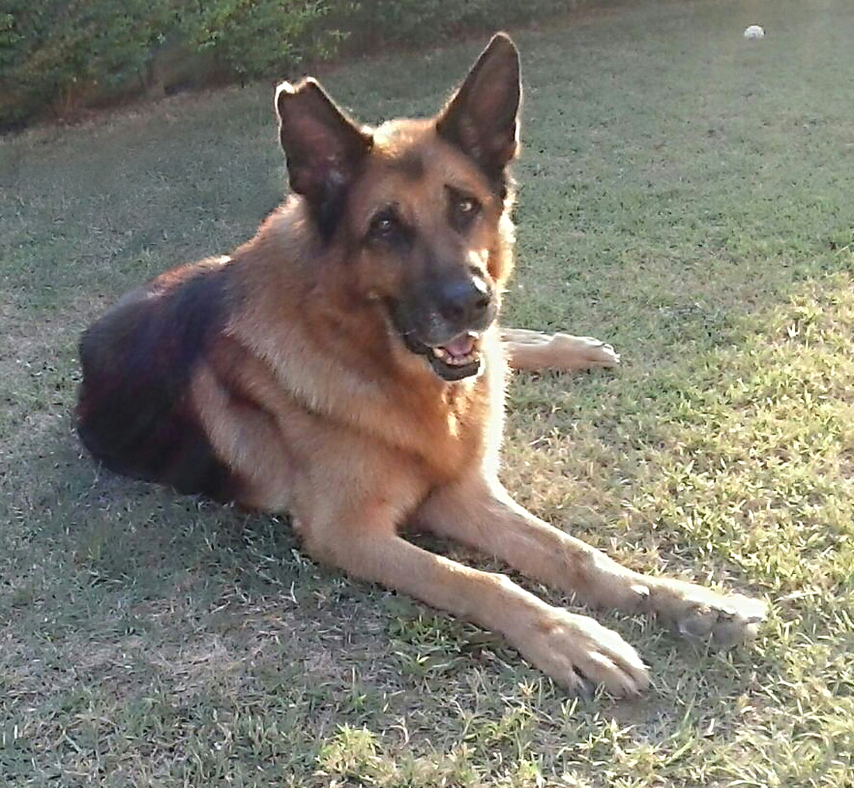 animal comuncation comunicazione con gli animali comunicazione telepatica animals voices animals voices comunicazione animals voices testimonianze