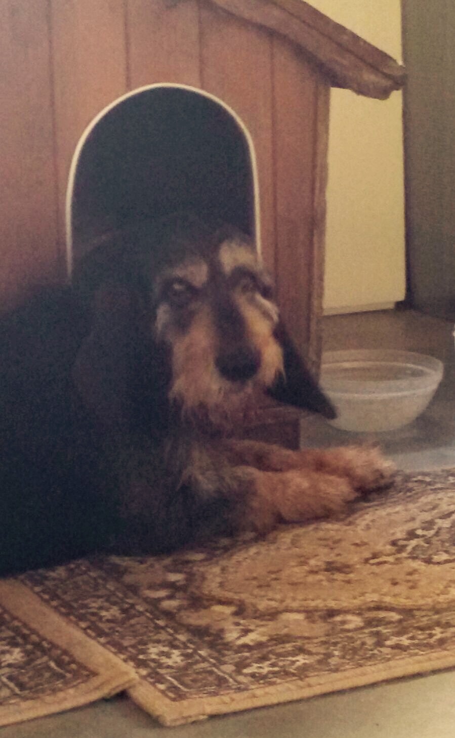 lampo animal comuncation comunicazione con gli animali comunicazione telepatica animals voices animals voices comunicazione animals voices testimonianze