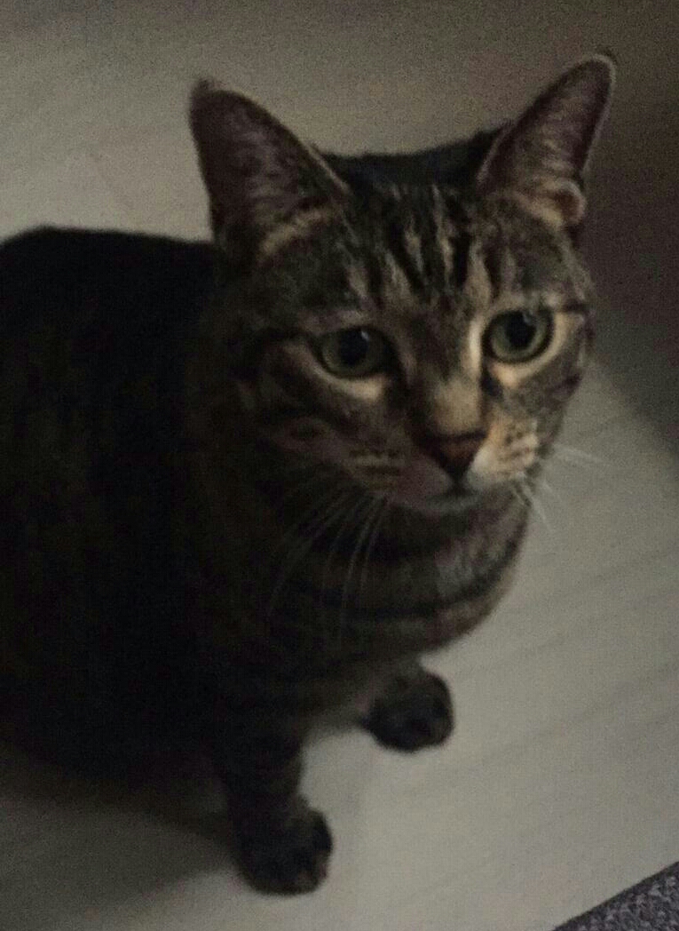 animal comuncation comunicazione con gli animali comunicazione telepatica animals voices animals voices comunicazione animals voices testimonianze