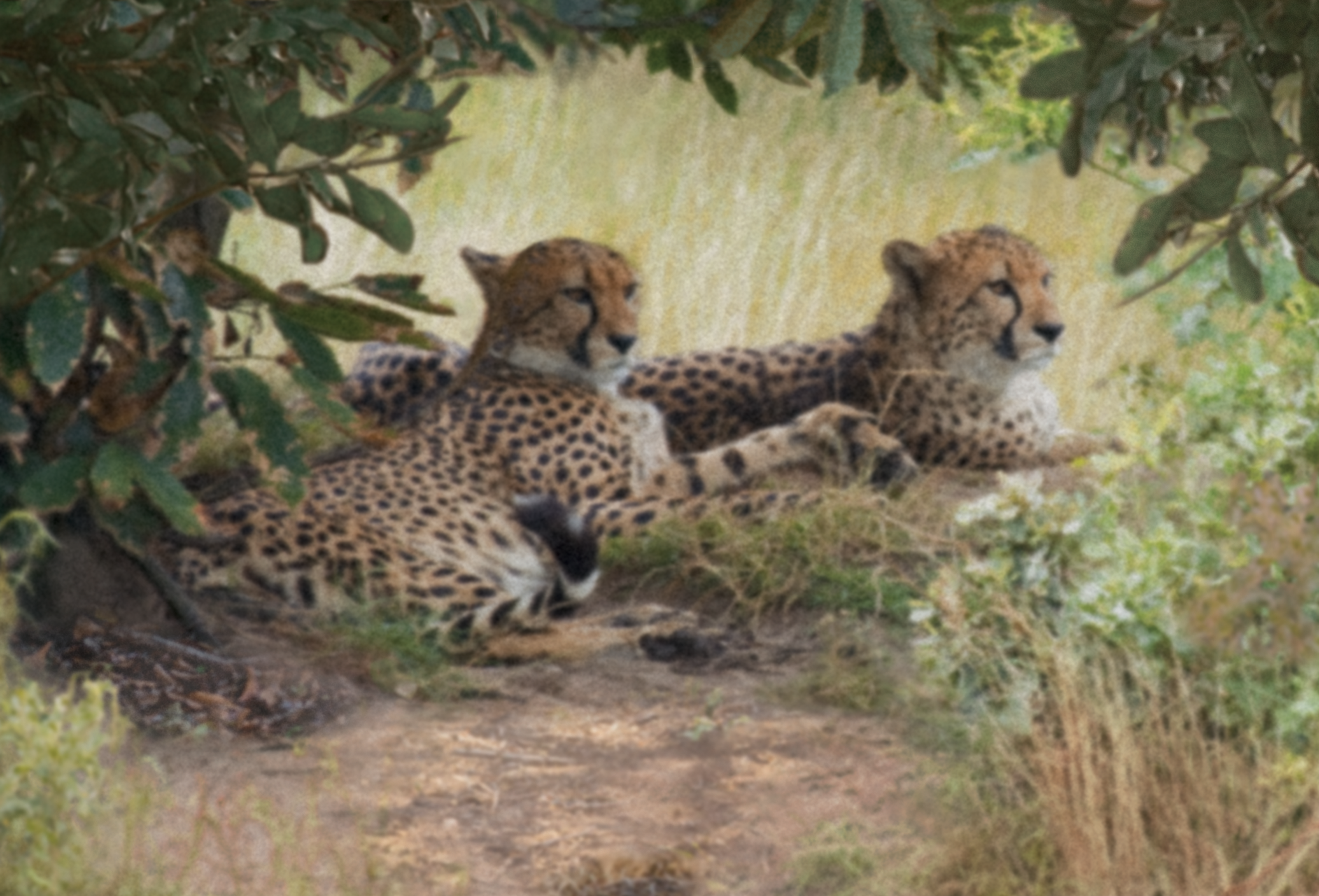 animal comuncation comunicazione con gli animali comunicazione telepatica animals voices animals voices comunicazione animals voices testimonianze