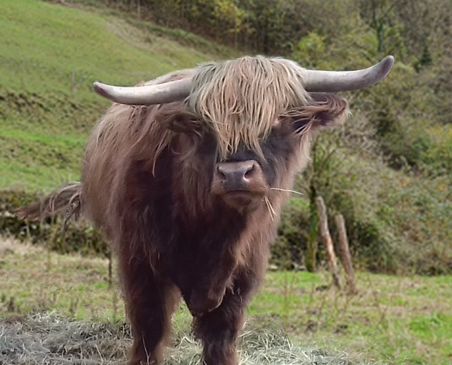 animal comuncation comunicazione con gli animali comunicazione telepatica animals voices animals voices comunicazione animals voices testimonianze