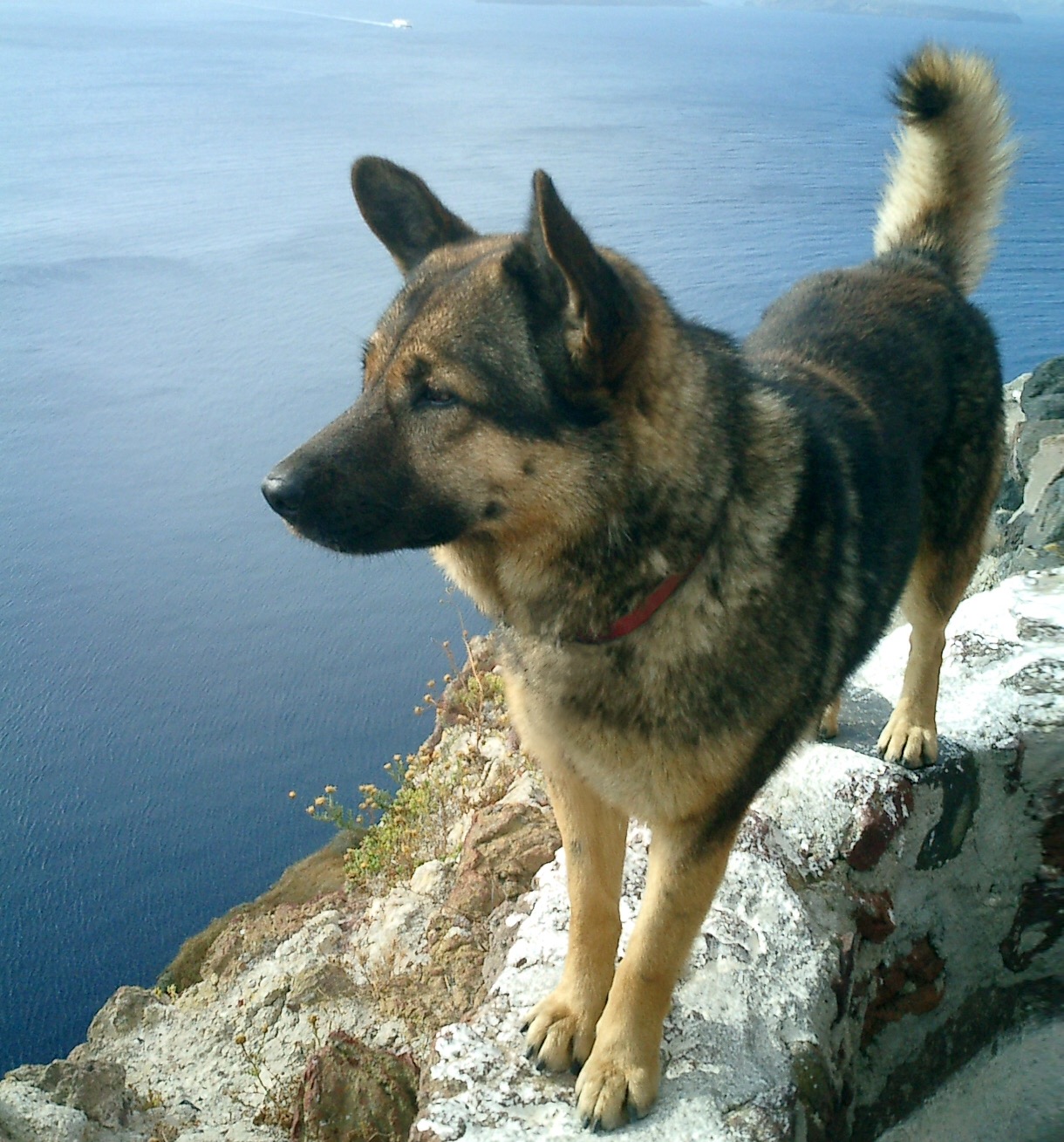 animal comuncation comunicazione con gli animali comunicazione telepatica animals voices animals voices comunicazione animals voices testimonianze